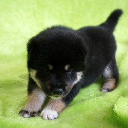 Мальчик 1, родился 15 июня 2015