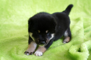 Мальчик 1, родился 15 июня 2015