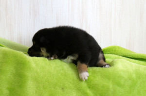 Мальчик 1, родился 15 июня 2015