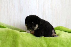 Мальчик 1, родился 15 июня 2015