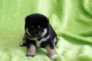 Мальчик 1, родился 15 июня 2015