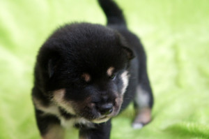 Мальчик 1, родился 15 июня 2015