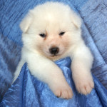 Девочка 3, родилась 10 июня 2015