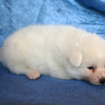 Девочка 3, родилась 10 июня 2015