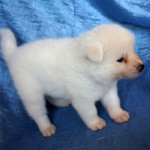 Девочка 3, родилась 10 июня 2015