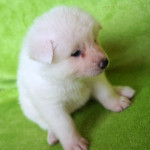 Девочка 3, родилась 10 июня 2015