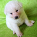 Девочка 3, родилась 10 июня 2015