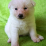 Девочка 3, родилась 10 июня 2015