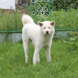 АЙКЭН САГАРИМЭ ГАИСИ