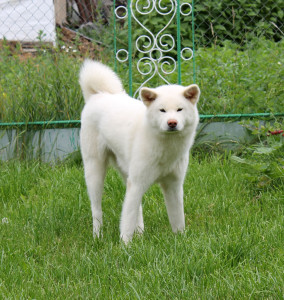 АЙКЭН САГАРИМЭ ГАИСИ