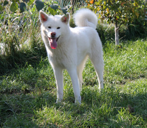 АЙКЭН САГАРИМЭ ГАИСИ