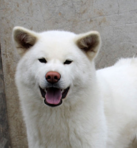 АЙКЭН САГАРИМЭ ГАИСИ