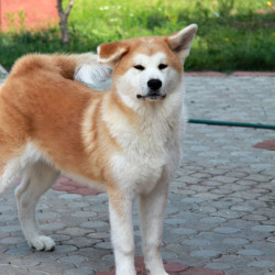 Девочка 2 - щенок Акита Ину от 29.01.2015