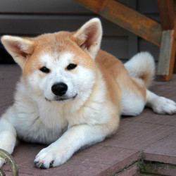 Девочка 3 — щенок Акита Ину от 29.01.2015