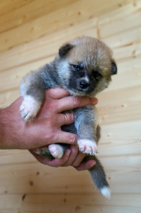 Девочка 1, родилась 10 июня 2015