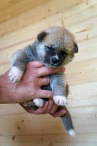 Девочка 1, родилась 10 июня 2015