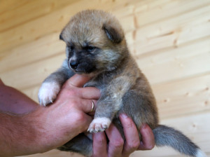 Девочка 1, родилась 10 июня 2015