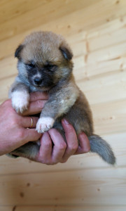 Девочка 1, родилась 10 июня 2015