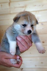 Девочка 1, родилась 10 июня 2015 Зарезервирована