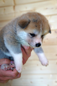 Девочка 1, родилась 10 июня 2015 Зарезервирована