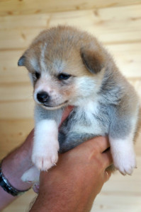 Девочка 1, родилась 10 июня 2015 Зарезервирована