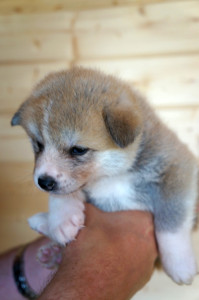 Девочка 1, родилась 10 июня 2015 Зарезервирована