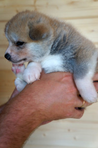 Девочка 1, родилась 10 июня 2015 Зарезервирована