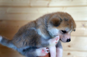 Девочка 1, родилась 10 июня 2015 Зарезервирована