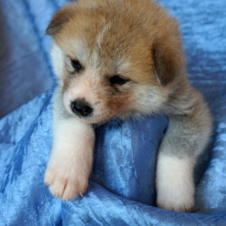 Девочка 1, родилась 10 июня 2015 Зарезервирована