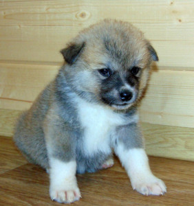 Мальчик 1, родился 10 июня 2015