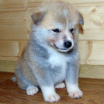 Мальчик 2, родился 10 июня 2015