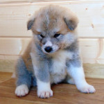 Мальчик 4, родился 10 июня 2015