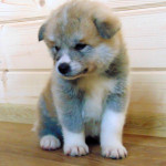 Мальчик 4, родился 10 июня 2015