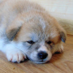 Мальчик 4, родился 10 июня 2015