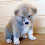 Мальчик 4, родился 10 июня 2015