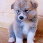 Мальчик 4, родился 10 июня 2015