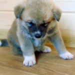 Мальчик 5, родился 10 июня 2015