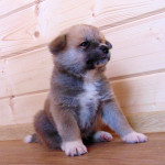 Мальчик 5, родился 10 июня 2015