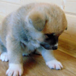 Мальчик 5, родился 10 июня 2015