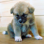 Мальчик 5, родился 10 июня 2015