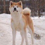 Shiki Go Ise Shimada