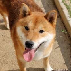 АЙКЭН САГАРИМЭ ВАСЭЙ