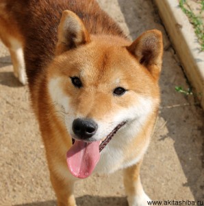 АЙКЭН САГАРИМЭ ВАСЭЙ