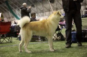 HokuoukenshaNoOutaGo