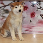 Мальчик 2 Акита Ину от 04.08.2015