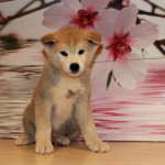 Мальчик 2 04.08