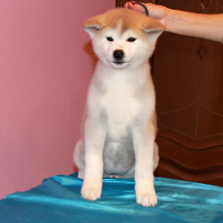 Девочка 1 Акита Ину от 04.08.2015