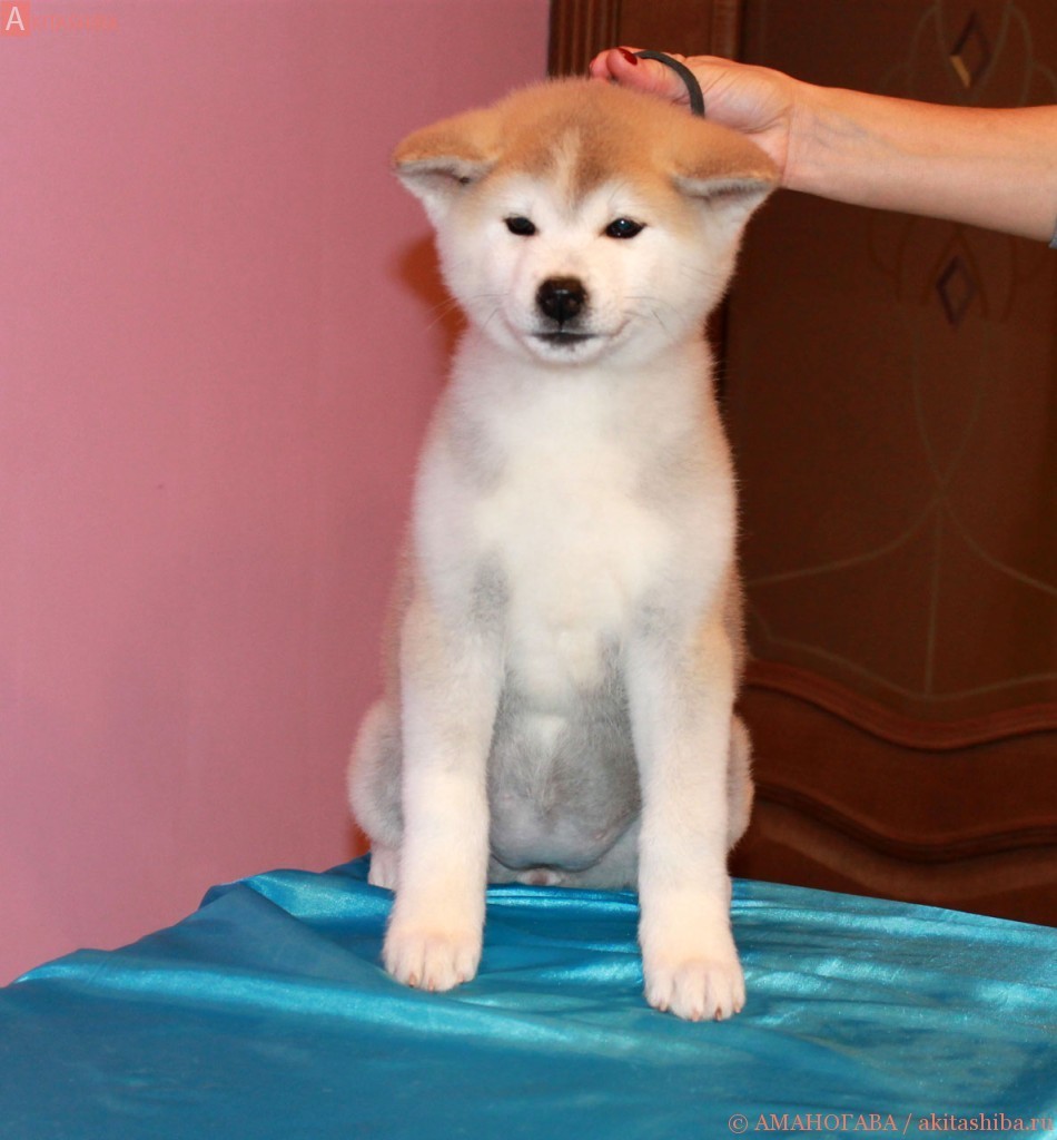 Девочка 1 Акита Ину от 04.08.2015