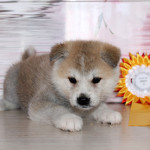 Мальчик 4 Акита Ину от 05.09.2015