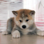 Мальчик 5 Акита Ину от 04.08.2015